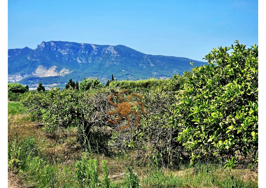 Sad pomarańczowy z budynkiem,  Cullera, Walencja